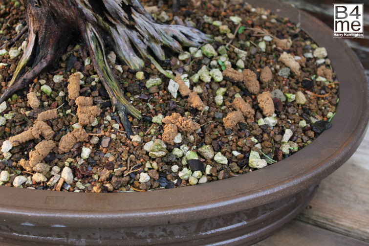 bonsai fertilizer